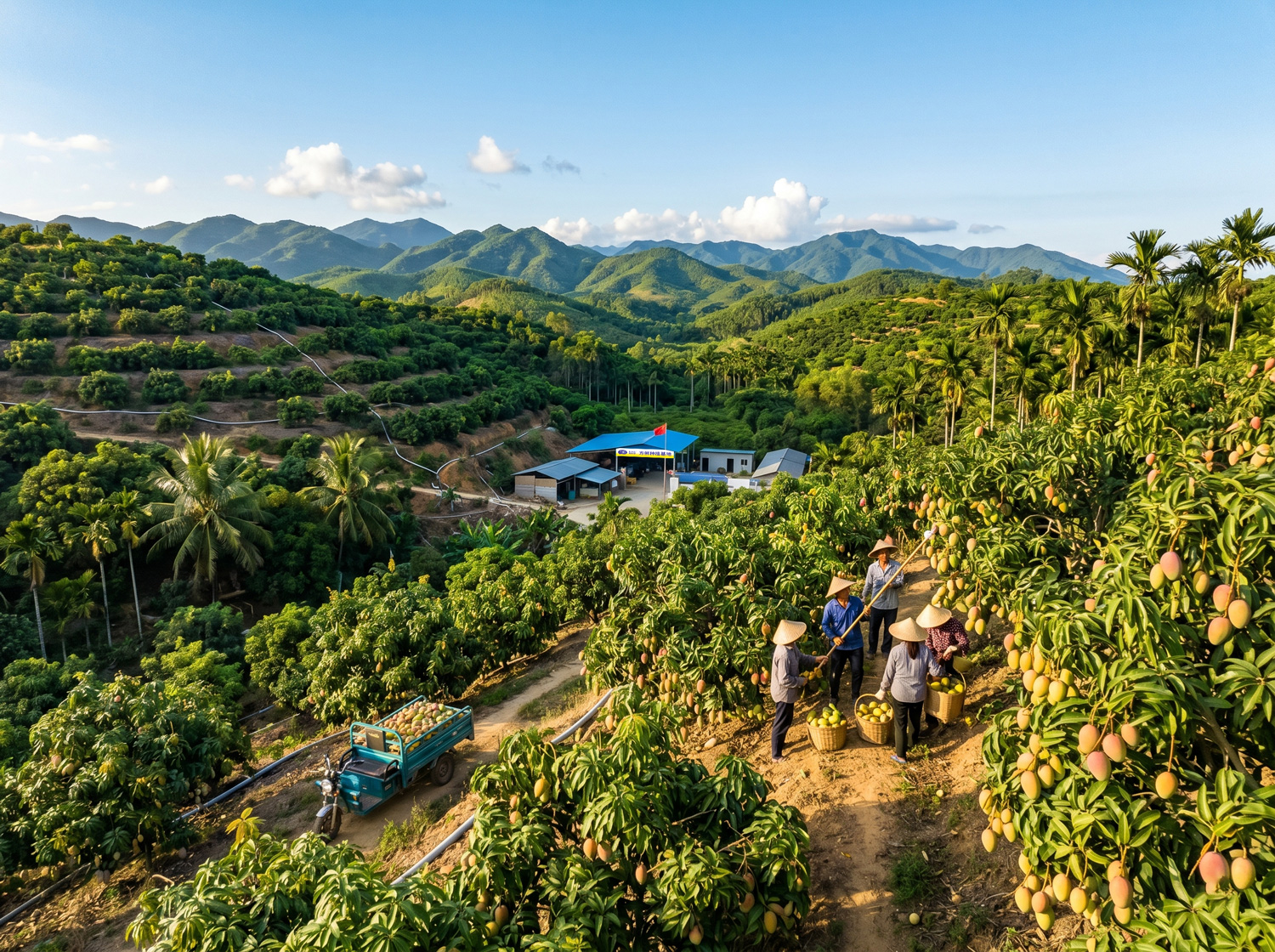 Mango Base - Sanya, Hainan, Baise, Guangxi