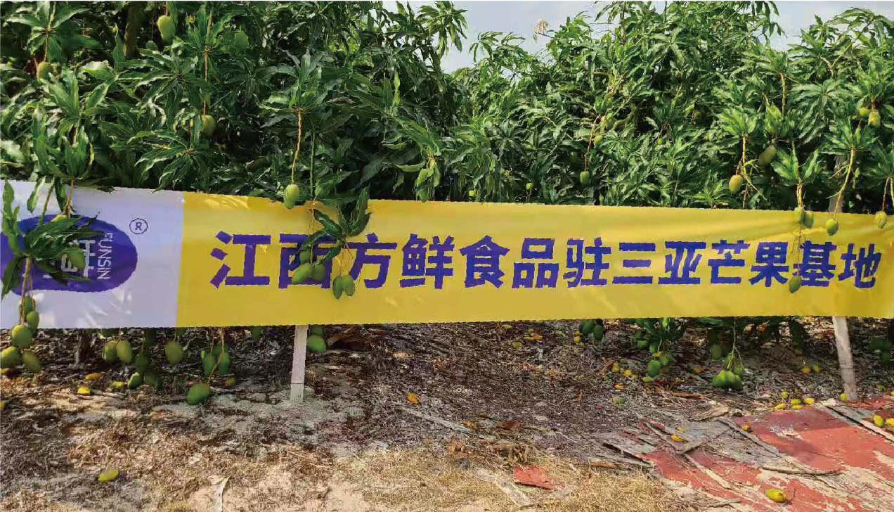 Mango Bases — Sanya, Hainan and Baise, Guangxi