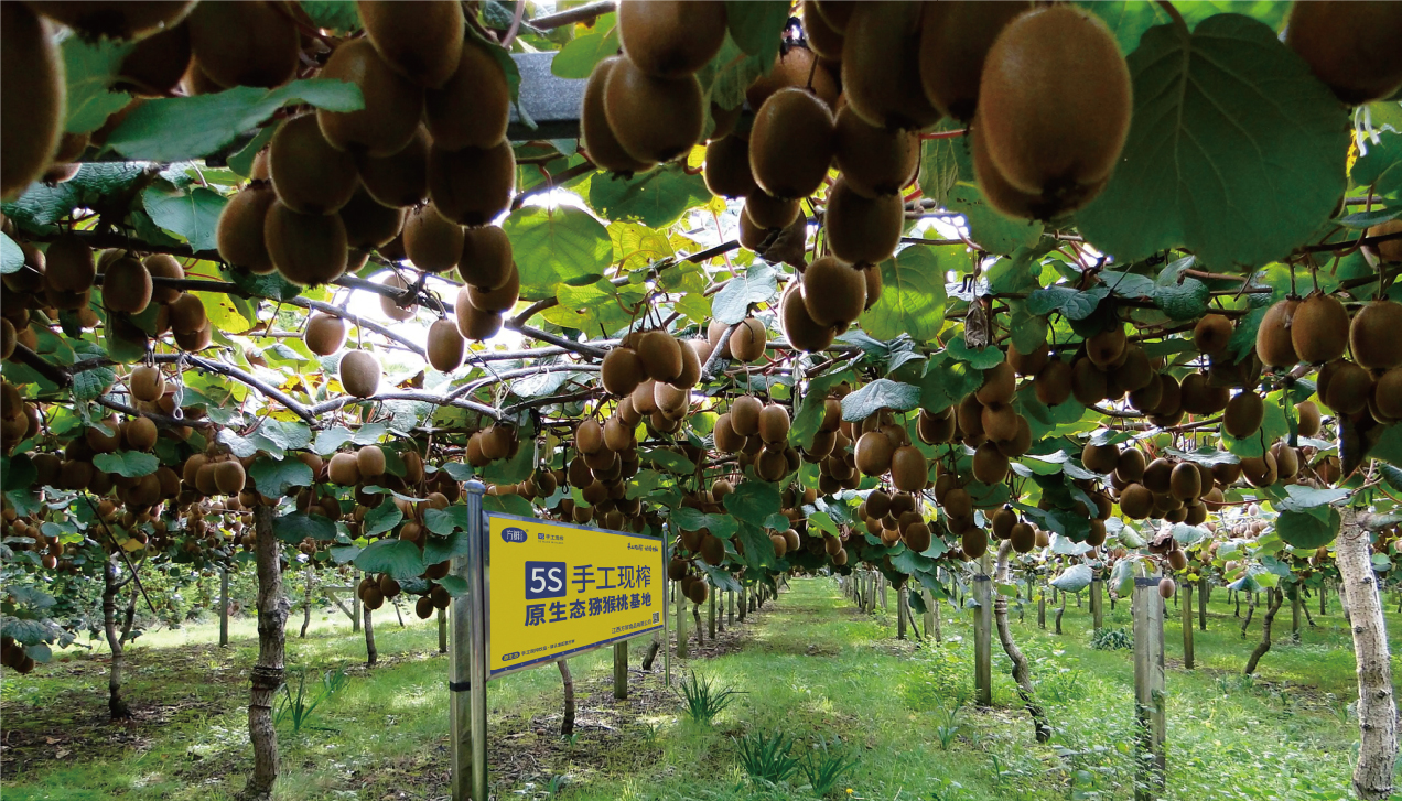 Kiwifruit Bases — Meixian, Shaanxi and Fengxin, Jiangxi