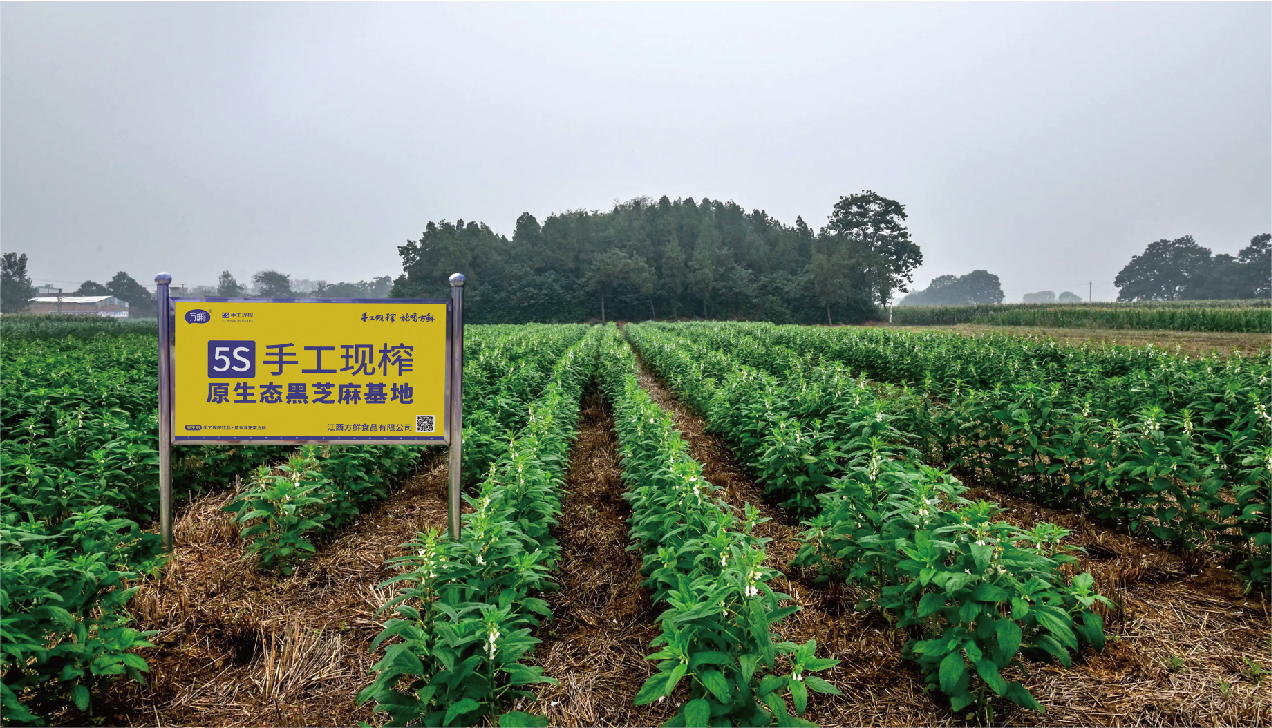 Black Sesame Base - Poyang, Jiangxi