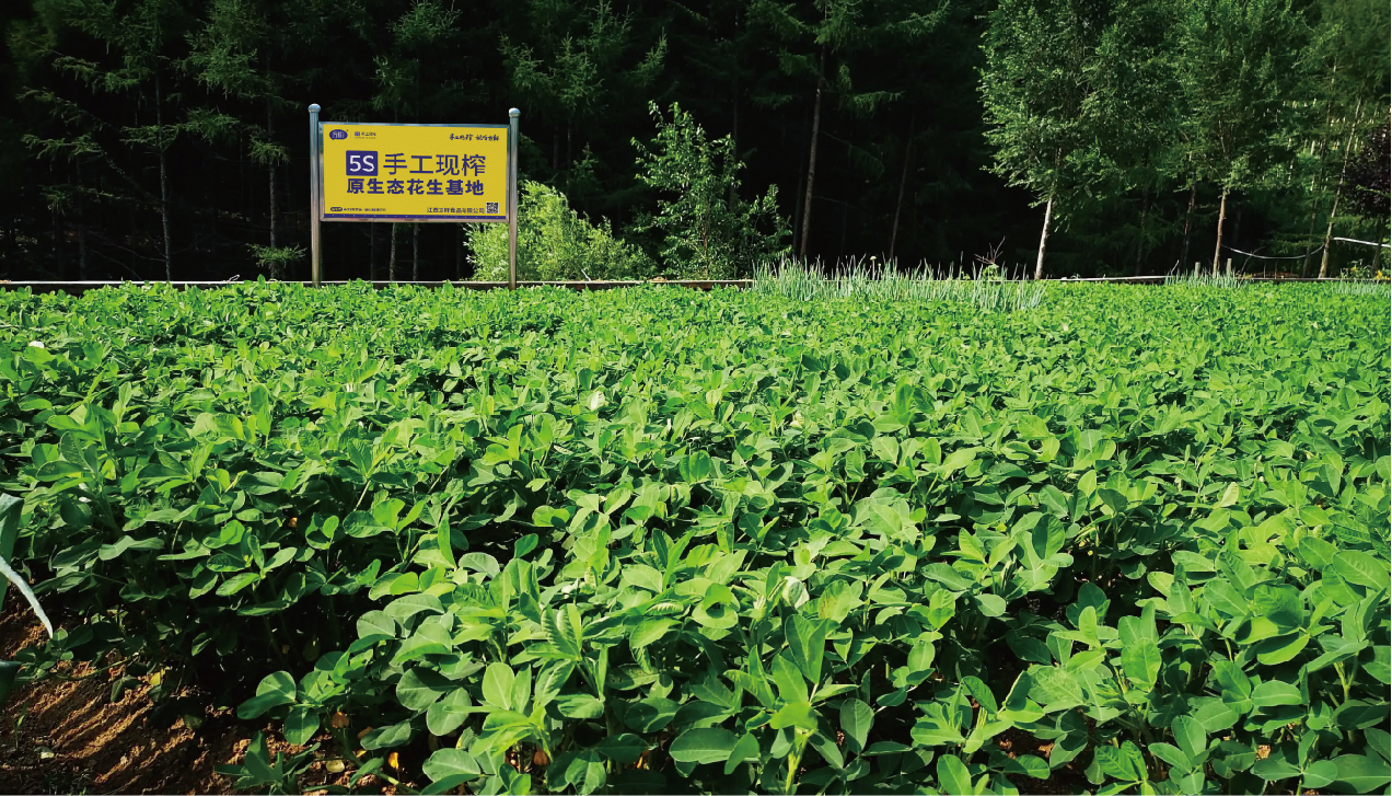 Peanut Base - Fuyu, Jilin